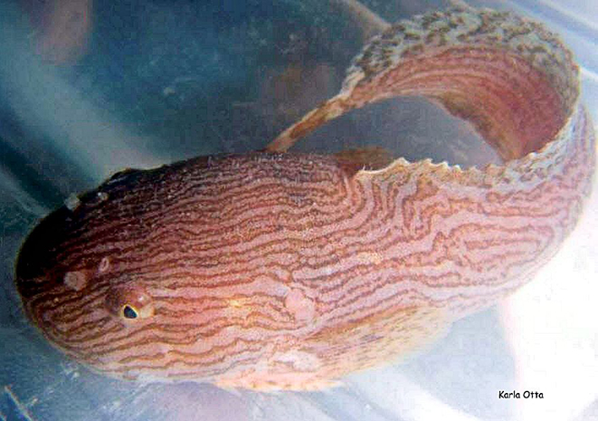 Liparis liparis_07.jpg